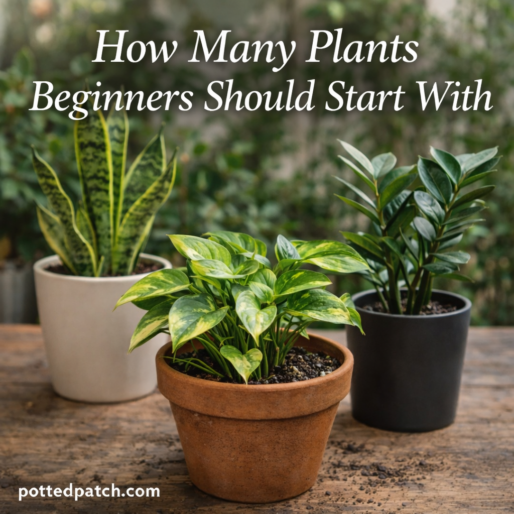 How Many Plants Beginners Should Start With