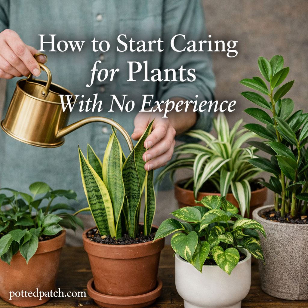 Beginner caring for indoor houseplants including snake plant, pothos, and spider plant with no prior experience.